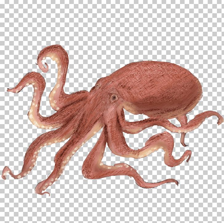Octopus Takoyaki Gogo Yubari Squid PNG, Clipart, Animal, Cephalopod, Gogo, Gogo Yubari, Invertebrate Free PNG Download