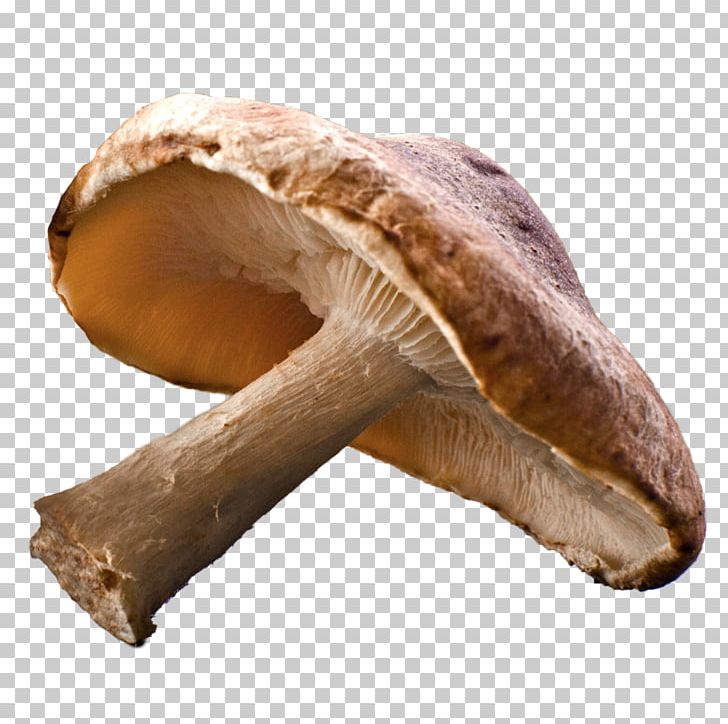 Shiitake Edible Mushroom Common Mushroom Fungus PNG, Clipart, Agaricaceae, Common Mushroom, Cream Of Mushroom Soup, Edible Mushroom, Enokitake Free PNG Download