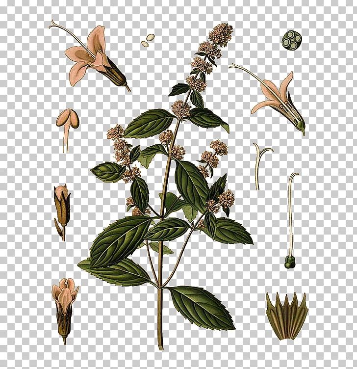 Peppermint Water Mint Mentha Spicata Mints Medicinal Plants PNG, Clipart, Bird, Branch, Essential Oil, Fauna, Flora Free PNG Download