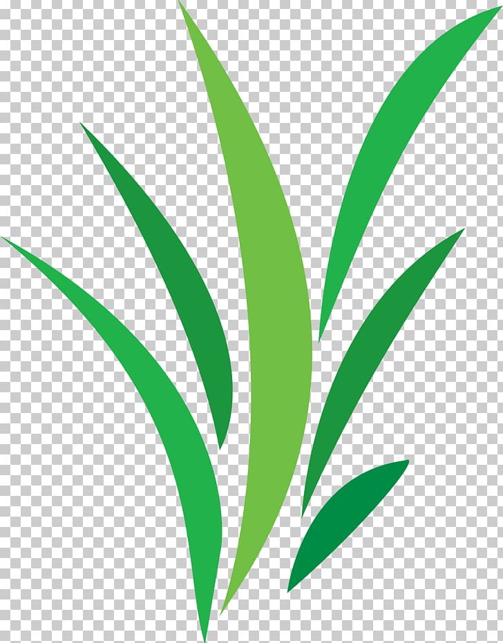 D'co Verte Portable Network Graphics Plants Green PNG, Clipart,  Free PNG Download