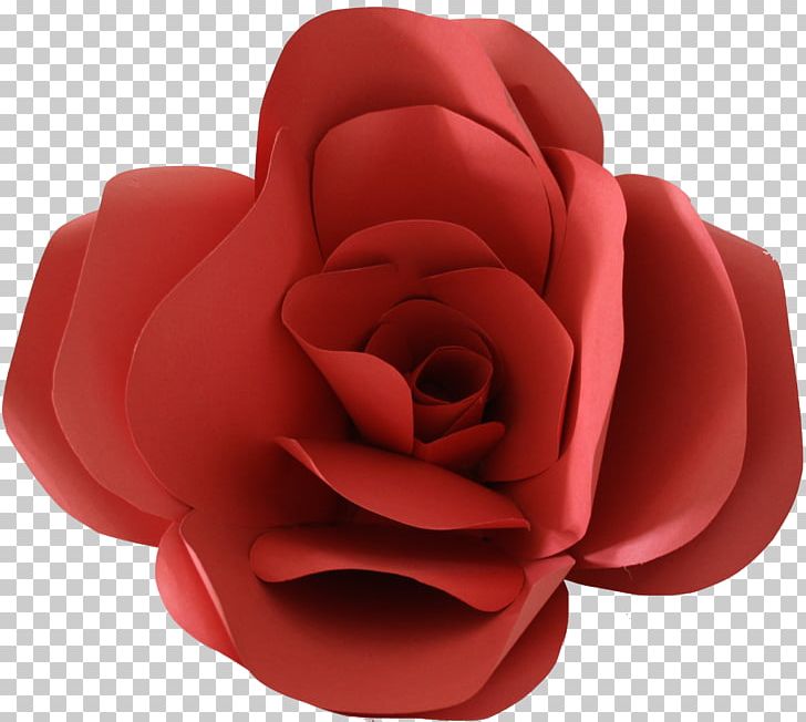 Garden Roses Cut Flowers Petal PNG, Clipart, Closeup, Cut Flowers, Flower, Flowering Plant, Flowers Free PNG Download