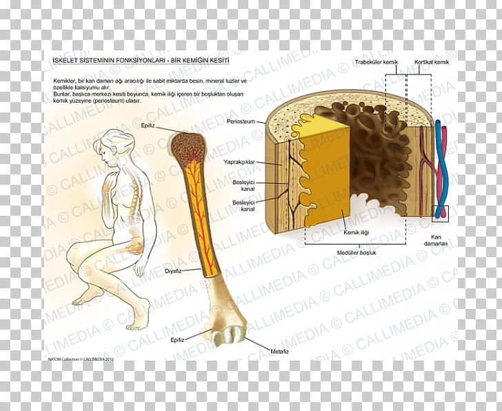 Muscle Bone Human Anatomy Skeleton PNG, Clipart, Anatomy, Angle, Bone, Bone Marrow, Chinese Bones Free PNG Download