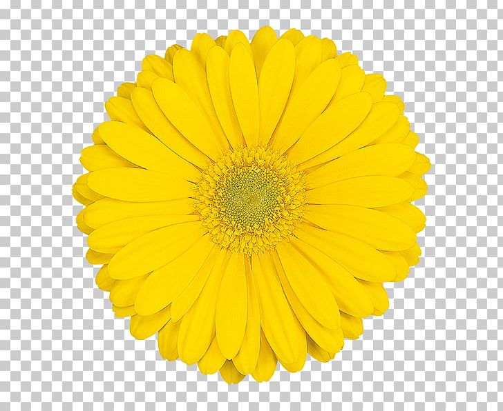 Pinion Stock Photography Discounts And Allowances Transvaal Daisy Wholesale PNG, Clipart, Chrysanths, Clothing Accessories, Cut Flowers, Daisy, Daisy Family Free PNG Download