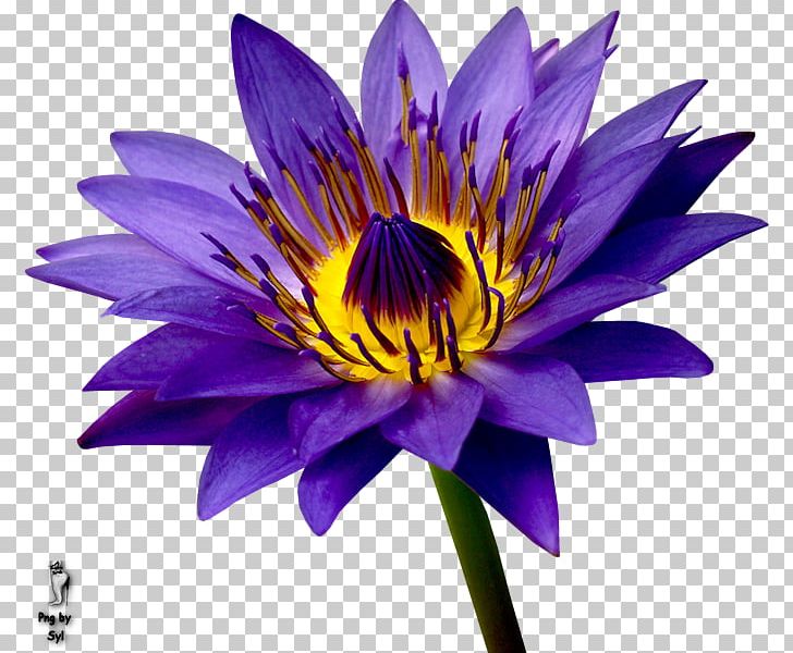 Purple Flower Petal Blue Pollen PNG, Clipart, Annual Plant, Aquatic Plant, Aquatic Plants, Art, Aster Free PNG Download