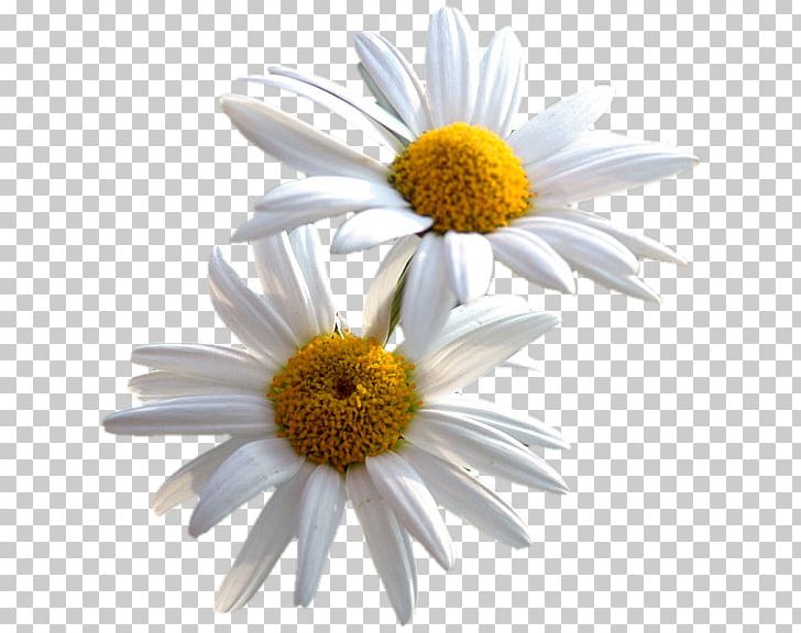 Common Daisy Flower Desktop PNG, Clipart, Anastasia, Aster, Cari, Chamaemelum Nobile, Chamomile Free PNG Download
