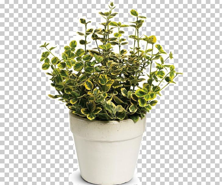 Fortune's Spindle Shrub Tree Plant Groundcover PNG, Clipart,  Free PNG Download