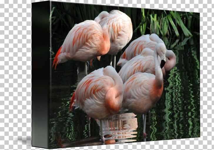 Gallery Wrap Canvas Art Beak Flamingo Dawn PNG, Clipart, Art, Beak, Bird, Canvas, Fauna Free PNG Download