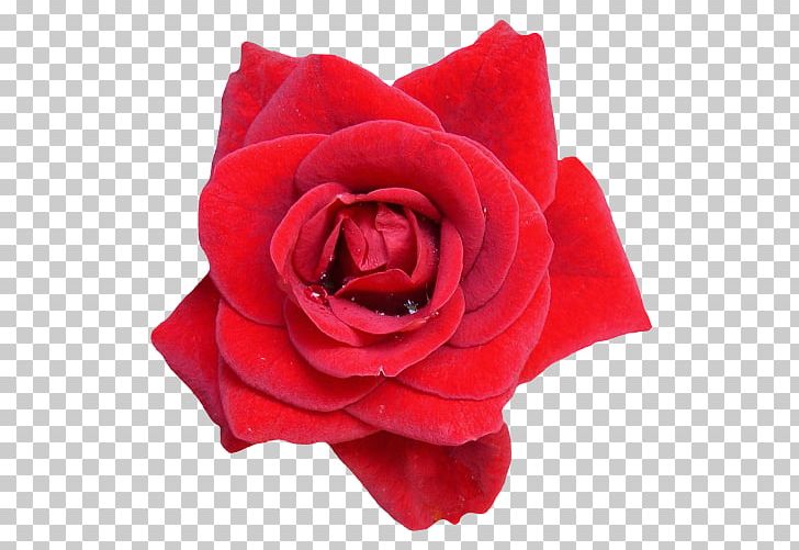 Garden Roses Flower PNG, Clipart, China Rose, Cut Flowers, Desktop Wallpaper, Floribunda, Flower Free PNG Download