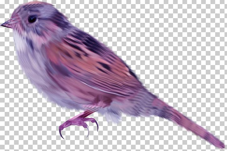 House Sparrow Bird PNG, Clipart, Animal, Art, Asuka, Beak, Bird Free PNG Download