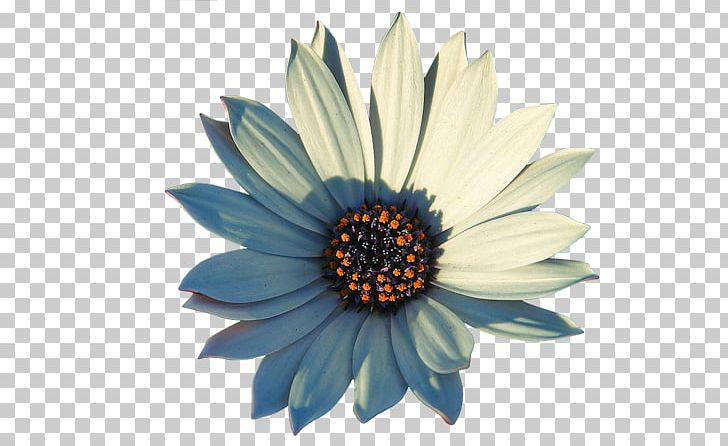 Skin Care Soap 27 December Transvaal Daisy PNG, Clipart,  Free PNG Download