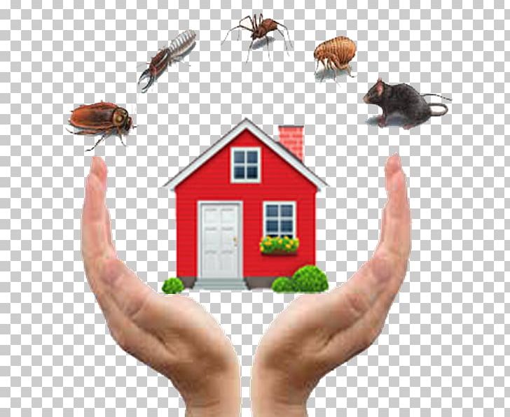 Nima Pest Control Cockroach Termite PNG, Clipart, Animals, Business, Cockroach, Control, Finger Free PNG Download