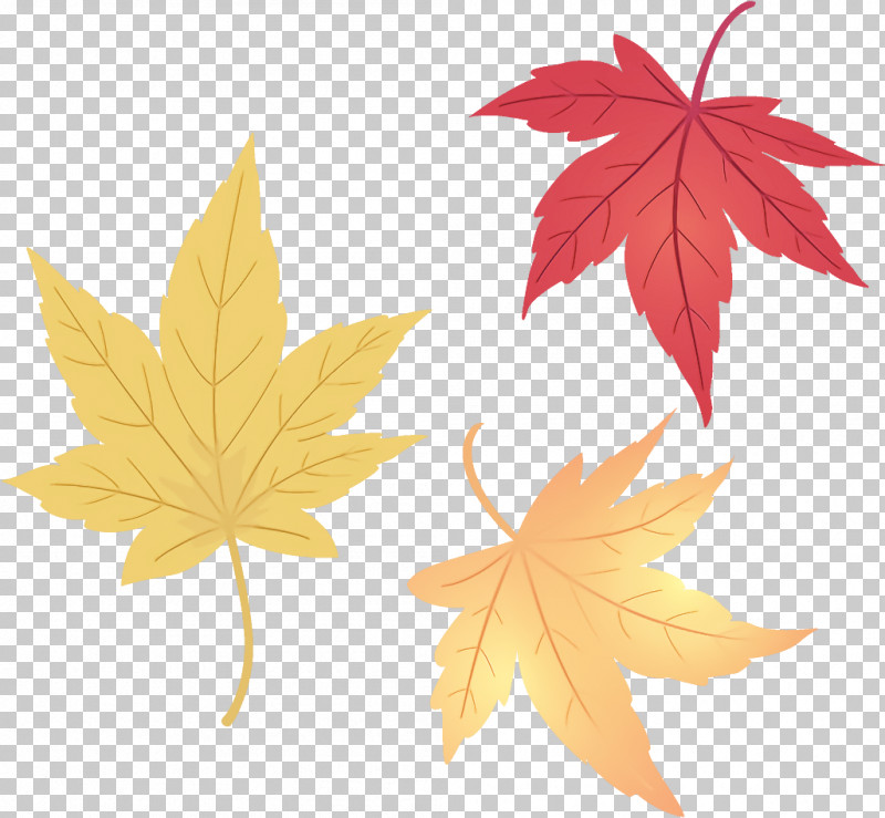 Maple Leaves Autumn Leaves Fall Leaves PNG, Clipart, Autumn Leaves, Black Maple, Deciduous, Fall Leaves, Flower Free PNG Download