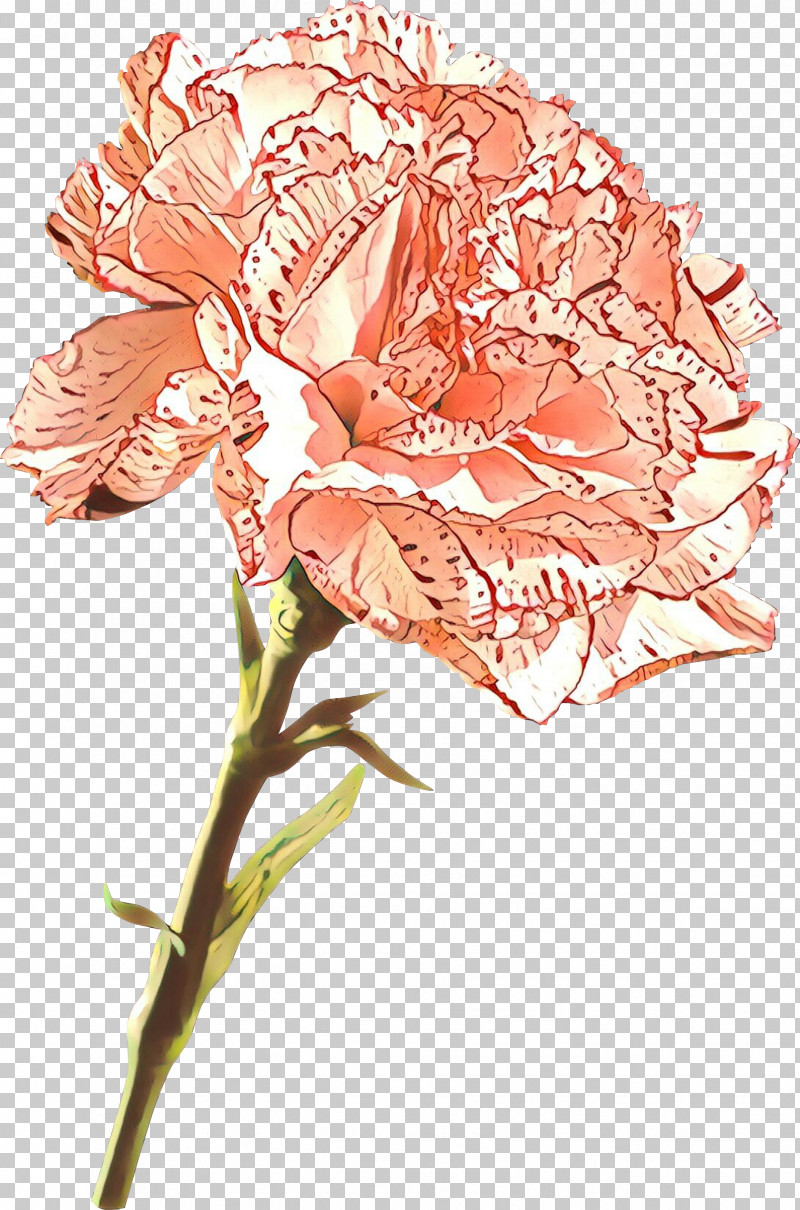 Flower Cut Flowers Plant Pink Plant Stem PNG, Clipart, Carnation, Cut Flowers, Flower, Petal, Pink Free PNG Download