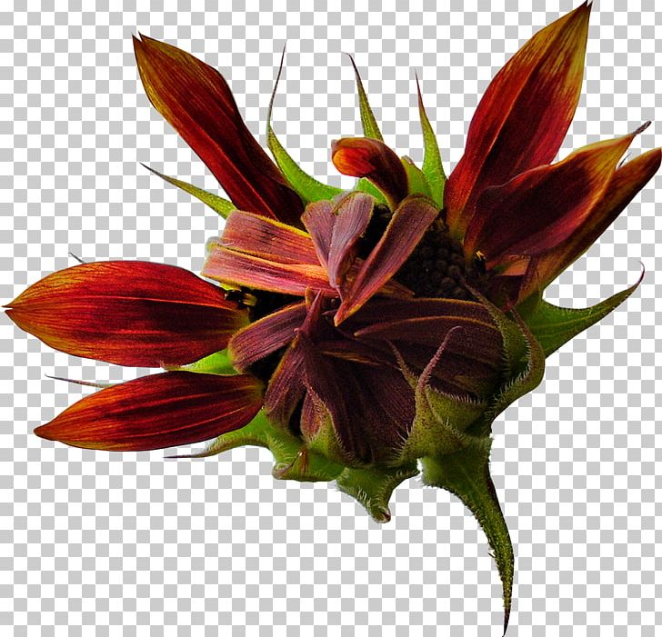 Flower Photography PNG, Clipart, 500px, Alstroemeriaceae, Cut Flowers, Encapsulated Postscript, Floral Design Free PNG Download
