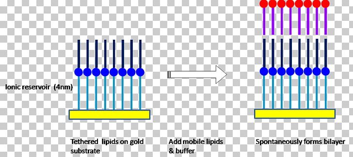 Model Lipid Bilayer Biological Membrane PNG, Clipart, Angle, Bilayer, Biochemistry, Biological Membrane, Cell Membrane Free PNG Download