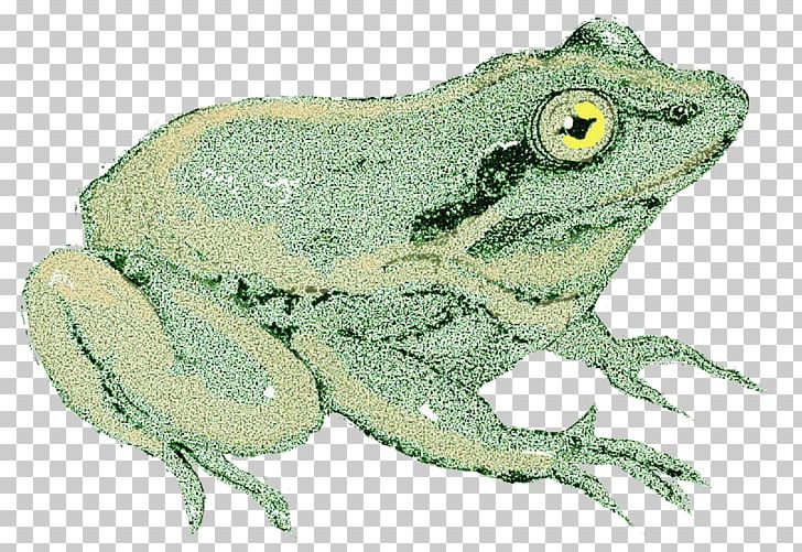 American Bullfrog True Frog Toad Tree Frog PNG, Clipart, American Bullfrog, Amphibian, Animal, Bullfrog, Fauna Free PNG Download