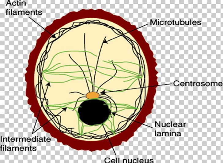 Intermediate Filament Cell Membrane Cytoskeleton Protein Filament PNG 