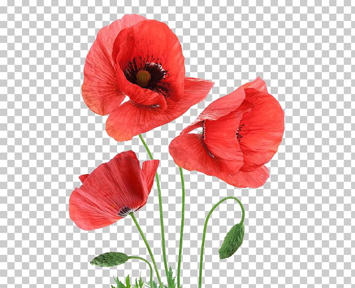 United Kingdom British Wildflowers And Trees Handbook Poppy PNG, Clipart, Annual Plant, Book, Common Poppy, Coquelicot, Cut Flowers Free PNG Download