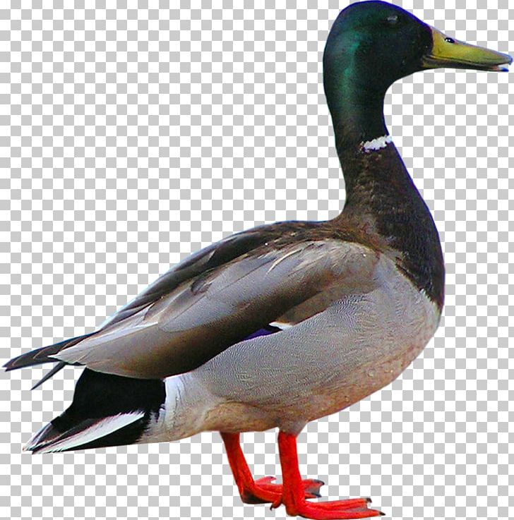 Pressed Duck Bird Goose PNG, Clipart, Animals, Beak, Chicken, Donald Duck, Duck Free PNG Download
