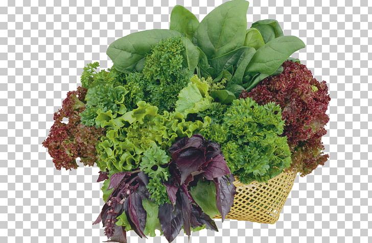 Romaine Lettuce Scanner Vegetable Herb Salad PNG, Clipart, Broccoli, Flowerpot, Food, Food Drinks, Fujitsu Scansnap Sv600 Free PNG Download