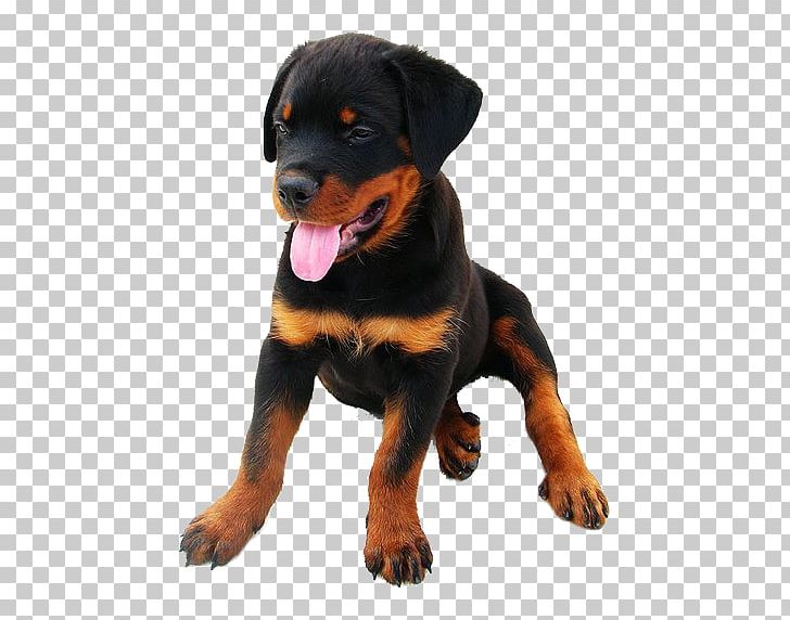 Rottweiler Puppy German Shepherd Bulldog Dobermann PNG, Clipart, American Bulldog, Animal, Animal Feed, Animals, Boskapshund Free PNG Download