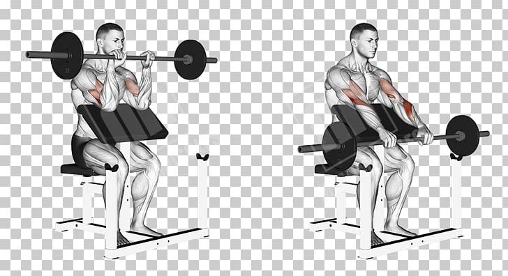 Weight Training Barbell Squat Exercise Muscle PNG, Clipart, Angle, Arm, Balance, Barbell, Bench Free PNG Download