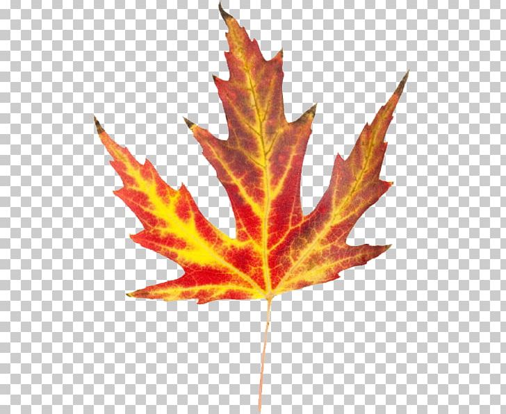 Autumn Leaf Color PNG, Clipart, Autumn, Autumn Leaf Color, Blog, Leaf, Maple Free PNG Download