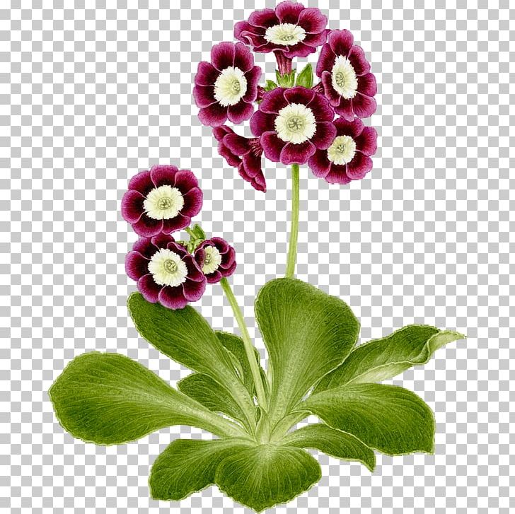 Cut Flowers Bear's Ear Petal Primrose PNG, Clipart,  Free PNG Download