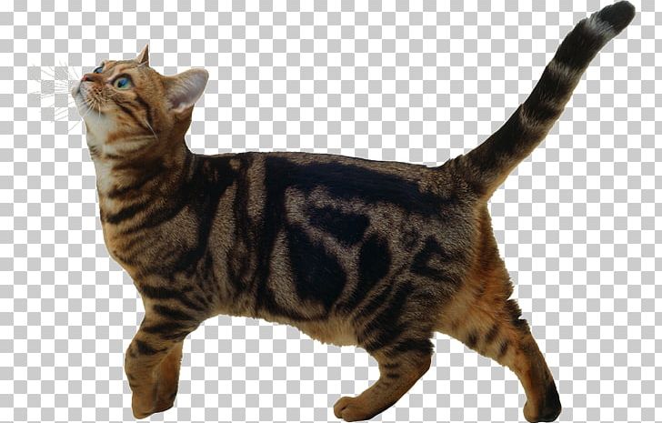 Dragon Li American Shorthair American Bobtail Toyger California Spangled PNG, Clipart, American Bobtail, American Shorthair, American Wirehair, Asia, Carnivoran Free PNG Download