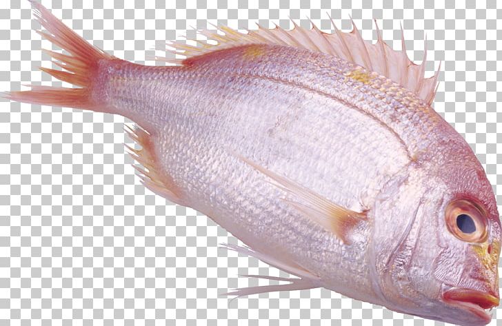 Fish Bream PNG, Clipart, Animals, Animal Source Foods, Bream, Crimson Seabream, Fauna Free PNG Download