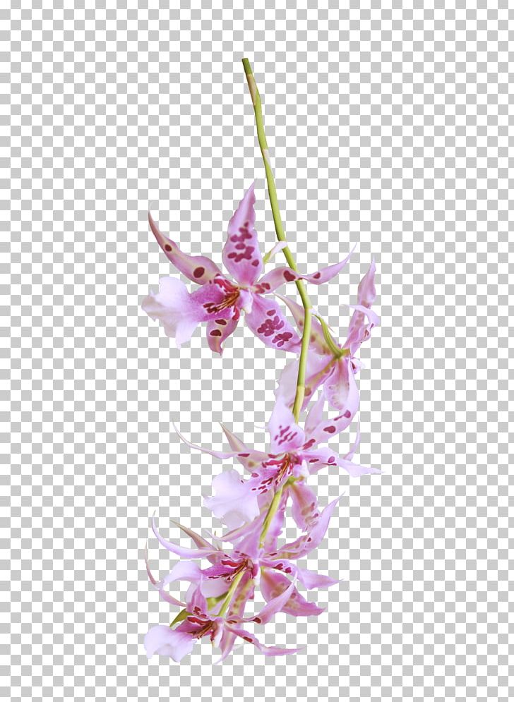 Flower Dendrobium Orchids Floral Design Petal PNG, Clipart, 2016, 2017, 2018, Dendrobium, Flora Free PNG Download