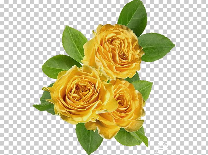 Garden Roses Cabbage Rose Floribunda Yellow PNG, Clipart, Color, Cut Flowers, Digital Image, Floribunda, Floristry Free PNG Download