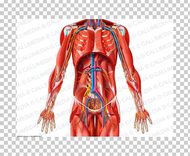 Shoulder Blood Vessel Muscle Nerve Abdomen PNG, Clipart, Abdomen, Anatomy, Arm, Blood Vessel, Chest Free PNG Download