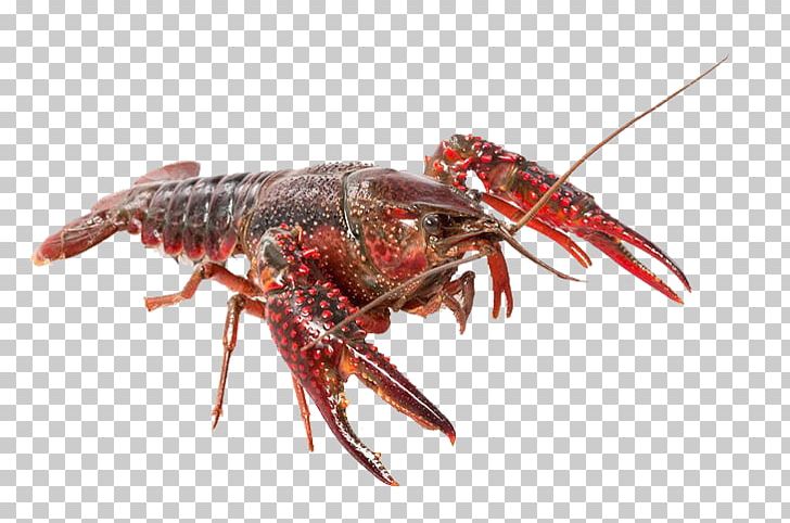 American Lobster Homarus Gammarus Palinurus Elephas Astacoidea Dungeness Crab PNG, Clipart, American Lobster, Animals, Animal Source Foods, Arthropod, Ast Free PNG Download