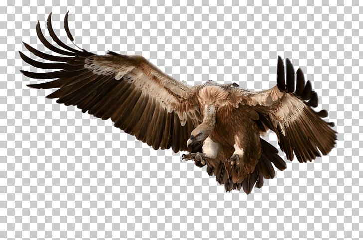 Bird Of Prey Griffon Vulture Accipitridae PNG, Clipart, Accipitridae, Accipitriformes, Animals, Bald Eagle, Beak Free PNG Download