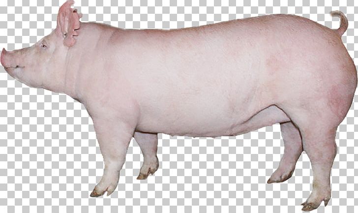 Domestic Pig Pig's Ear Cattle Indiana PNG, Clipart, Agriculture, Animal, Animal Figure, Animals, Cattle Free PNG Download