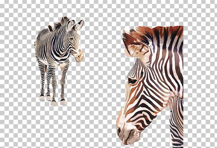 Horses Watercolor Painting Zebra Poster PNG, Clipart, African, African Animals, Animals, Art, Color Free PNG Download