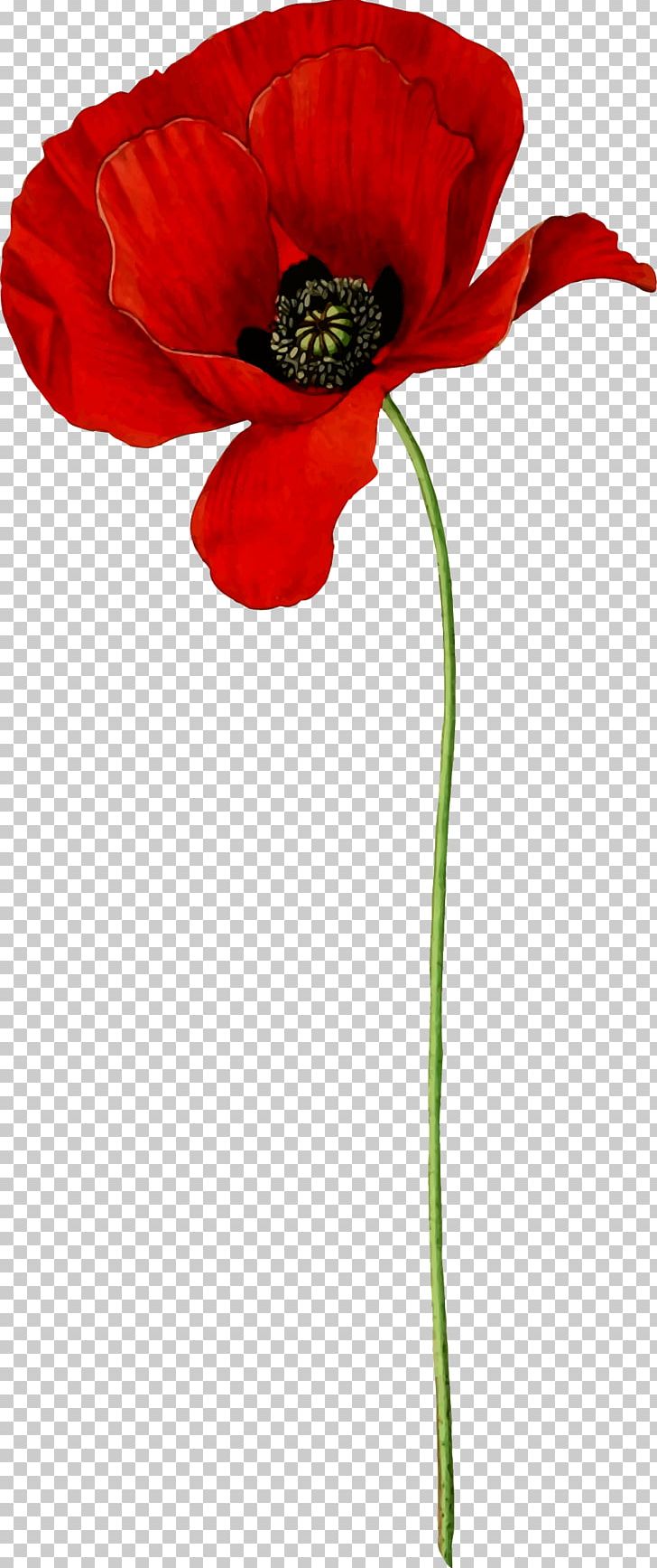 Opium Poppy Flower Common Poppy PNG, Clipart, Armistice Day, Common Poppy, Coquelicot, Cut Flowers, Flower Free PNG Download