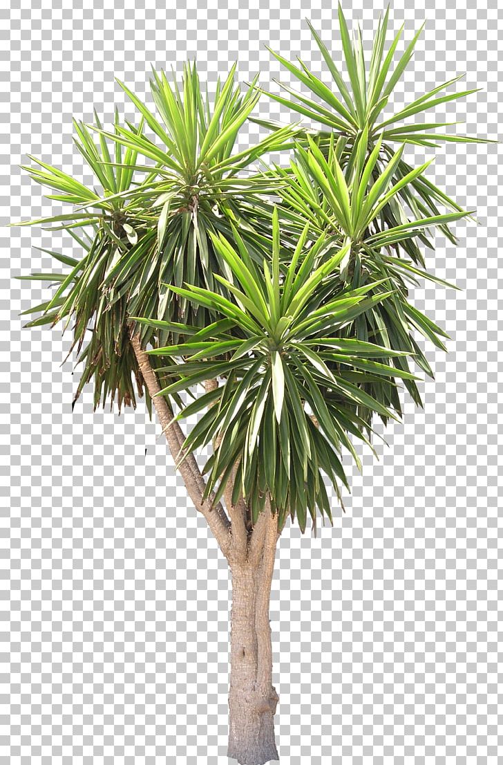 Spineless Yucca Arecaceae Tree Plant Texture Mapping PNG, Clipart, 3d
