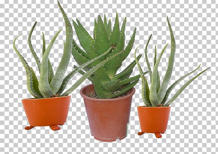 Aloe Flowerpot Bonsai Houseplant PNG, Clipart, Agave, Aloe, Aloe Vera, Aloe Vera Pulp 12 0 1, Bonsai Free PNG Download