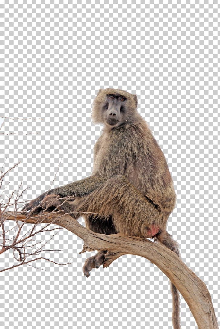 Baboons PNG, Clipart, Adorable, Amor, Animal, Animals, Baboon Free PNG Download