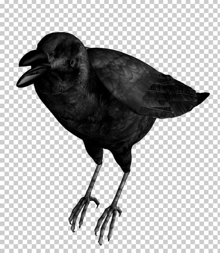 Common Raven Bird Eating Crow PNG, Clipart, American Crow, Animals, Beak, Bird, Black And White Free PNG Download