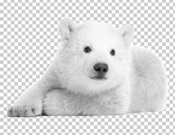 Polar Bear Hokkaido Dog Kishu Samoyed Dog Korean Jindo PNG, Clipart, Animal, Animals, Arctic, Carnivoran, Cuteness Free PNG Download