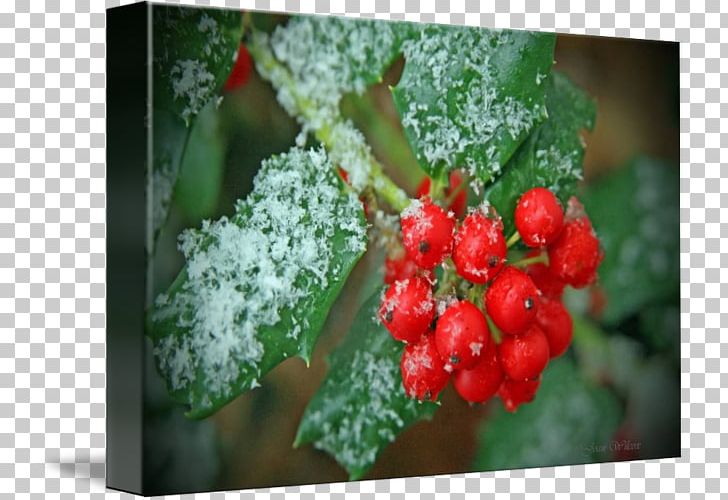Aquifoliales Holly Strawberry PNG, Clipart, Aquifoliaceae, Aquifoliales, Berry, Food, Fruit Free PNG Download