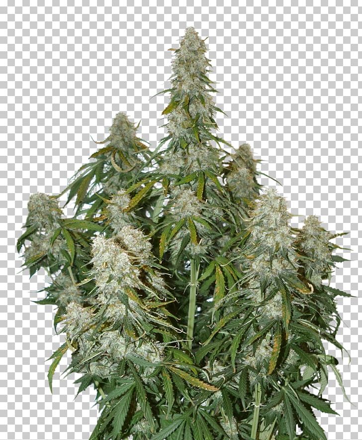 Autoflowering Cannabis Seed White Widow Car Skunk PNG, Clipart, Autoflowering Cannabis, Big Bud, Cannabis, Car, Haze Free PNG Download
