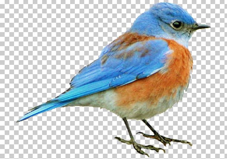 Bluebird Finch Old World Flycatcher Beak PNG, Clipart, Animals, Beak, Bird, Bluebird, Fauna Free PNG Download