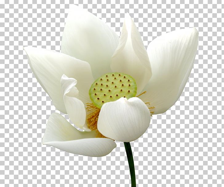 Daytime Nelumbo Nucifera Flower Water Lily Photography PNG, Clipart, Christmas Decoration, Creative Floral Patterns, Decoration Image, Floral, Flowers Free PNG Download