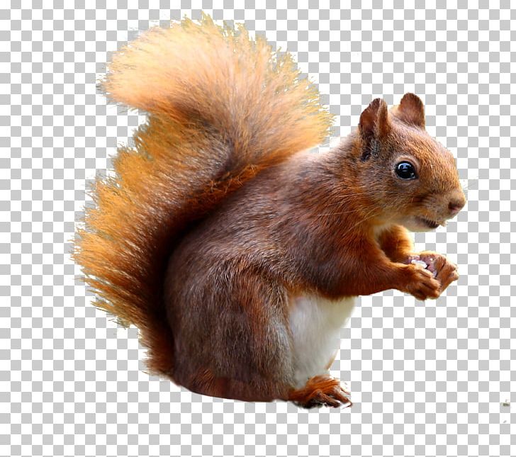 Squirrel Baffle Cat Portable Network Graphics Red Squirrel PNG, Clipart, Animal, Bird Feeders, Cat, Chipmunk, Fauna Free PNG Download