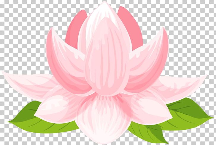 Sacred Lotus Portable Network Graphics Graphics PNG, Clipart, Aquatic Plant, Earth, Flower, Flowering Plant, Lotus Free PNG Download