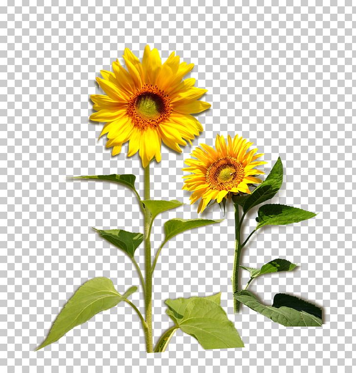 Common Sunflower Plant PNG, Clipart, Cut Flowers, Daisy Family, Floral Design, Floristry, Flower Free PNG Download